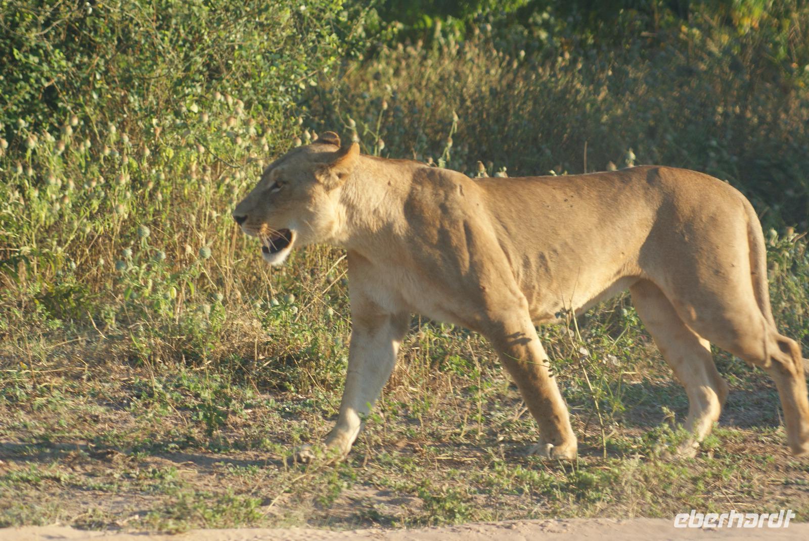 Löwin im Chobe Nationalpark