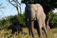 Was für ein Erlebnis-Elefanten in unmittelbarer Nähe!