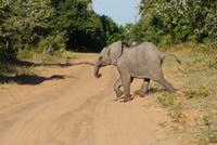 Schnell der Mama hinterher!