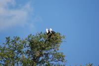 Schreiseeadlerpärchen..ein Leben lang vereint!