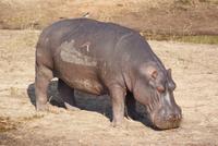 Flusspferd im Chobe Park