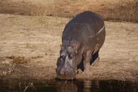 Flusspferd im Chobe Park