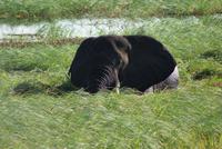 Elefanten im Chobe Fluss im frischen Gras