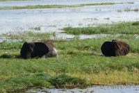 Welch ein seltener Anblick!