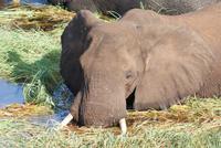 Elefanten im Chobe Fluss im frischen Gras
