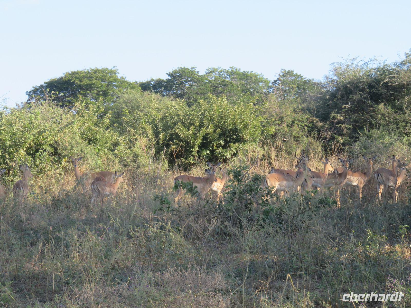 Fahrt nach Botswana - Impalas