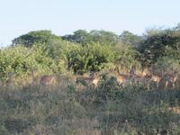 Fahrt nach Botswana - Impalas