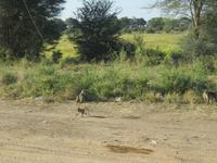 Fahrt nach Botswana - Pavian