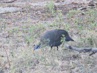Pirschfahrt im Chobe Nationalpark - Perlhuhn
