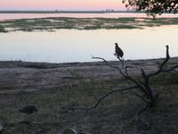 Pirschfahrt im Chobe Nationalpark - Perlhuhn