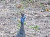Pirschfahrt im Chobe Nationalpark - Perlhuhn