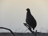 Pirschfahrt im Chobe Nationalpark - Perlhuhn