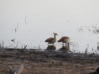 Pirschfahrt im Chobe Nationalpark - Nilgänse