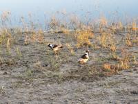 Pirschfahrt im Chobe Nationalpark -