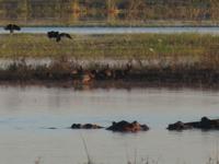 Pirschfahrt im Chobe Nationalpark - Flusspferde