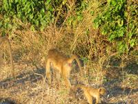 Pirschfahrt im Chobe Nationalpark - Pavian