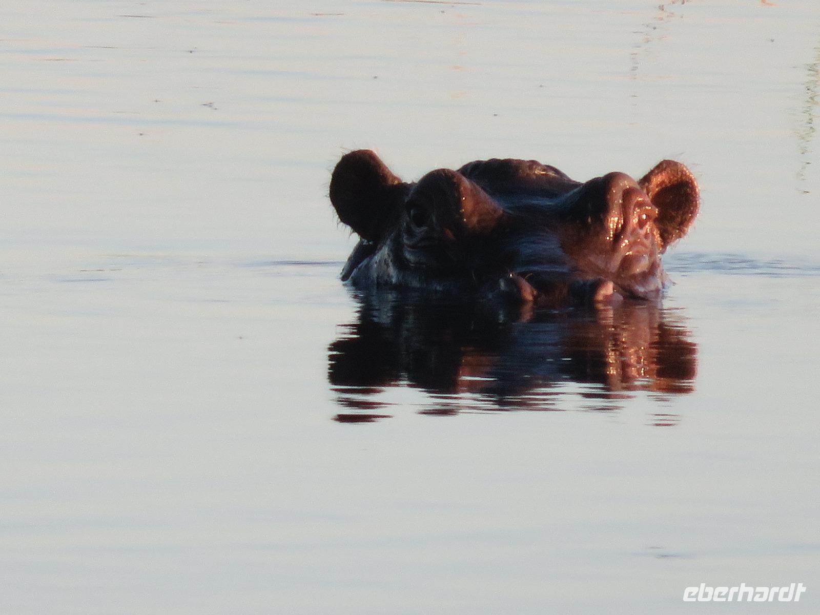 Pirschfahrt im Chobe Nationalpark - Flusspferd