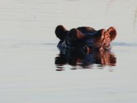 Pirschfahrt im Chobe Nationalpark - Flusspferd