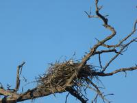 Pirschfahrt im Chobe Nationalpark - Fischadler