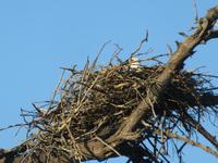 Pirschfahrt im Chobe Nationalpark - Fischadler