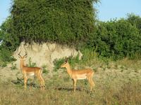 Pirschfahrt im Chobe Nationalpark - Impalas