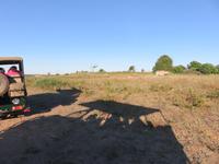 Pirschfahrt im Chobe Nationalpark