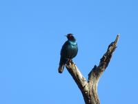 Pirschfahrt im Chobe Nationalpark -Glanzstar