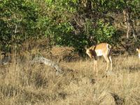 Pirschfahrt im Chobe Nationalpark - Impalas und Zebra-Mangusten