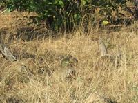 Pirschfahrt im Chobe Nationalpark - Zebra-Mangusten