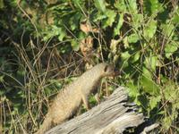 Pirschfahrt im Chobe Nationalpark - Zebra-Mangusten