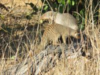 Pirschfahrt im Chobe Nationalpark - Zebra-Mangusten