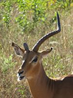 Pirschfahrt im Chobe Nationalpark - Impala mit nur einem Horn