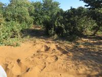 Pirschfahrt im Chobe Nationalpark - Schlafstelle eines Elefanten