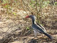 Pirschfahrt im Chobe Nationalpark - Rotschnabel-Toko
