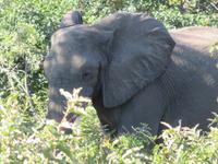 Pirschfahrt im Chobe Nationalpark - Elefant
