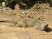 Zebramangusten in der Lodge