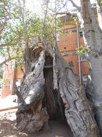 Kasane -altes Gefängnis in einem Baobab-Baum