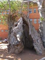 Kasane -altes Gefängnis in einem Baobab-Baum