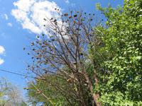 Kasane - Früchte des Baobab-Baums