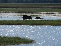 Bootsfahrt auf dem Chobe-River
