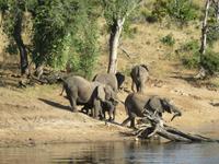 Bootsfahrt auf dem Chobe-River - Elefanten