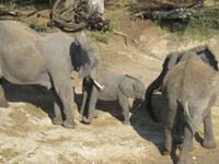 Bootsfahrt auf dem Chobe-River - Elefanten