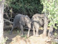 Bootsfahrt auf dem Chobe-River - Elefanten
