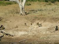 Bootsfahrt auf dem Chobe-River - Paviane