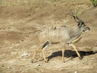 Bootsfahrt auf dem Chobe-River - Kudu