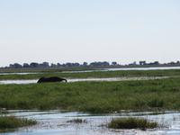 Bootsfahrt auf dem Chobe-River - Elefant