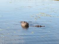 Bootsfahrt auf dem Chobe-River - Flusspferd