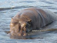 Bootsfahrt auf dem Chobe-River - Flusspferd