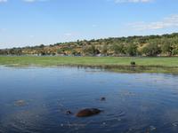 Bootsfahrt auf dem Chobe-River - Flusspferde