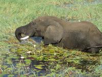Bootsfahrt auf dem Chobe-River - Elefanten